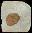 Detailed Fossil Leaf (Zizyphoides) - Montana #68294-1